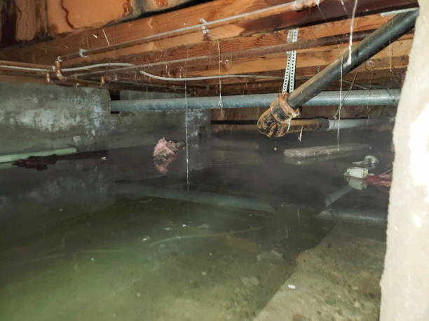 Best Mold removal after water damage  in Garden View, PA